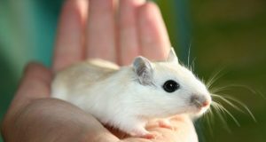 Common food additive causes adverse health effects in mice