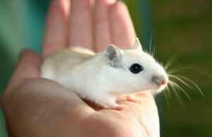 Common food additive causes adverse health effects in mice Common food additive causes adverse health effects in mice