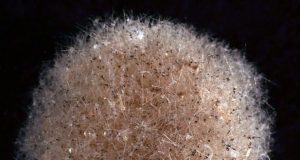 Four new species of giant single celled organisms discovered on Pacific seafloor