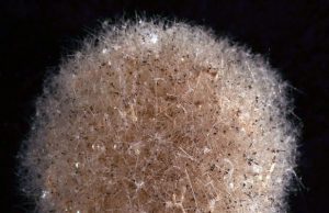 Four new species of giant single-celled organisms discovered on Pacific seafloor Four new species of giant single celled organisms discovered on Pacific seafloor