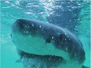 Great white shark diet surprises scientists