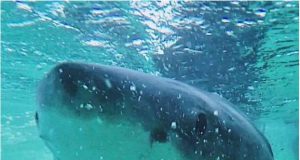 Great white shark diet surprises scientists