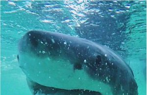 Great white shark diet surprises scientists Great white shark diet surprises scientists