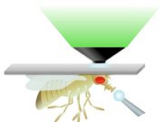 High-sugar diet dampens release of dopamine, triggering overeating High sugar diet dampens release of dopamine triggering overeating