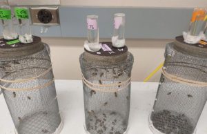 Honeybee lives shortened after exposure to two widely used pesticides Honeybee lives shortened after exposure to two widely used pesticides