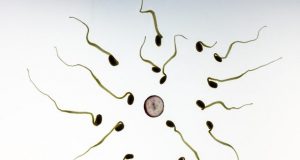 Human eggs prefer some mens sperm over others research shows