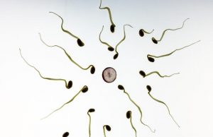 Human eggs prefer some men’s sperm over others, research shows Human eggs prefer some mens sperm over others research shows