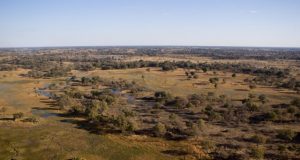 Hunting in savanna like landscapes may have poured jet fuel on brain evolution