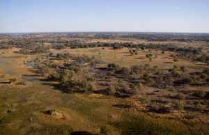 Hunting in savanna-like landscapes may have poured jet fuel on brain evolution Hunting in savanna like landscapes may have poured jet fuel on brain evolution