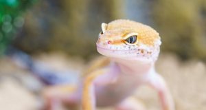 Lizards need their coffee too