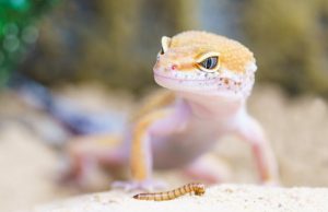 Lizards need their coffee, too: Could caffeine help bring threatened species back from the brink? Lizards need their coffee too