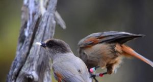 Long childhoods and extended parenting help young crows grow smarter