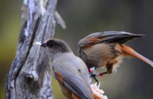 Long childhoods and extended parenting help young crows grow smarter Long childhoods and extended parenting help young crows grow smarter