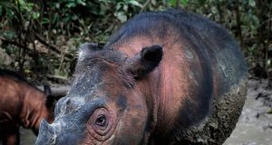 Loss of land based vertebrates is accelerating study finds