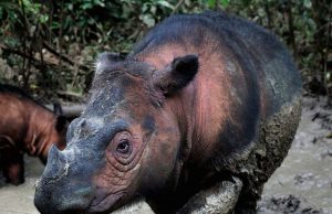 Loss of land-based vertebrates is accelerating, study finds Loss of land based vertebrates is accelerating study finds