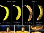 MIT startup wraps food in silk for better shelf life