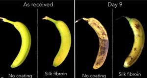 MIT startup wraps food in silk for better shelf life