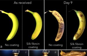 MIT startup wraps food in silk for better shelf life MIT startup wraps food in silk for better shelf life