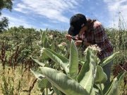 Milkweed only food source for monarch caterpillars ubiquitously contaminated