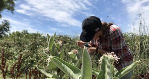 Milkweed only food source for monarch caterpillars ubiquitously contaminated
