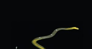 New 3 D model shows how the paradise tree snake uses aerial undulation to fly