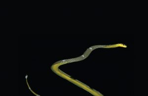 New 3-D model shows how the paradise tree snake uses aerial undulation to fly New 3 D model shows how the paradise tree snake uses aerial undulation to fly