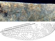 New fossil discovery shows 50 million year old Canada Australia connection