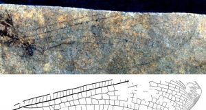 New fossil discovery shows 50 million year old Canada Australia connection