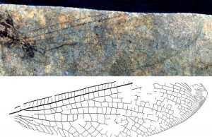 New fossil discovery shows 50 million-year-old Canada-Australia connection New fossil discovery shows 50 million year old Canada Australia connection