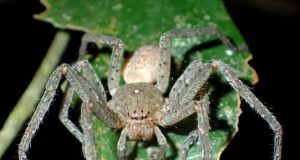 New spider species named after Greta