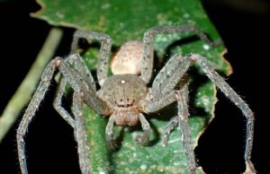 New spider species named after Greta New spider species named after Greta