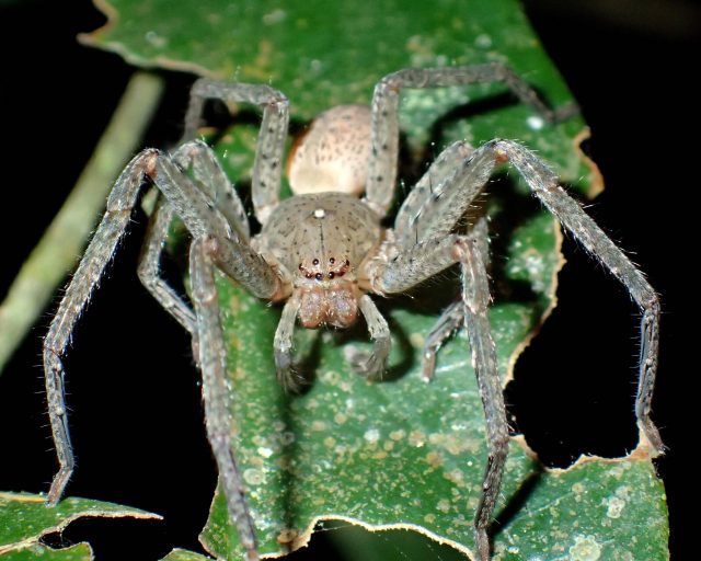 New spider species named after Greta