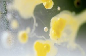 Pioneering research reveals certain human genes relate to gut bacteria Pioneering research reveals certain human genes relate to gut bacteria