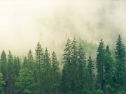 Planting new forests is part of but not the whole solution to climate change