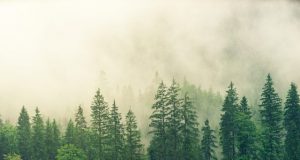 Planting new forests is part of but not the whole solution to climate change