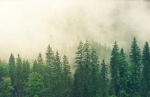 Planting new forests is part of but not the whole solution to climate change Planting new forests is part of but not the whole solution to climate change