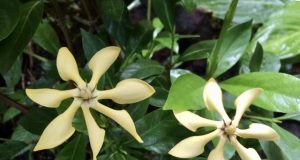 Plants are marvelous chemists as the gardenias DNA shows 1