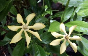 Plants are marvelous chemists, as the gardenia’s DNA shows Plants are marvelous chemists as the gardenias DNA shows 1