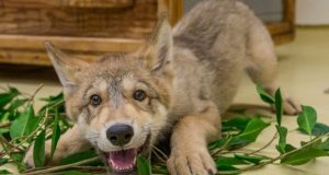 Positive YouTube videos of wolves linked to greater tolerance