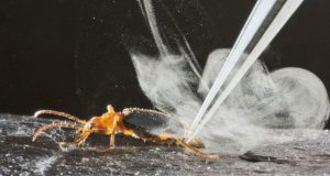 Research reveals the chemistry behind the bombardier beetles extraordinary firepower