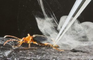Research reveals the chemistry behind the bombardier beetle’s extraordinary firepower Research reveals the chemistry behind the bombardier beetles extraordinary firepower