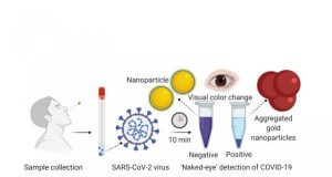 Researchers develop experimental rapid COVID 19 test using nanoparticle technique
