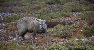 Scientists lament Humpty Dumpty effect on worlds spectacular rare wildlife