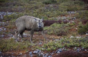 Scientists lament ‘Humpty Dumpty’ effect on world’s spectacular, rare wildlife Scientists lament Humpty Dumpty effect on worlds spectacular rare wildlife