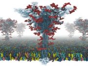 Scientists produce first open source all atom models of COVID 19 spike protein