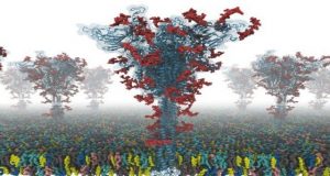 Scientists produce first open source all atom models of COVID 19 spike protein