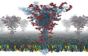 Scientists produce first open source all-atom models of COVID-19 ‘spike’ protein Scientists produce first open source all atom models of COVID 19 spike protein