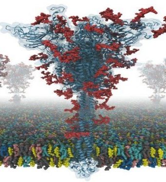 Scientists produce first open source all-atom models of COVID-19 ‘spike’ protein Scientists produce first open source all atom models of COVID 19 spike protein