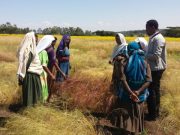 Scientists unlock secrets of Ethiopias superfood in race to save it from warming climate