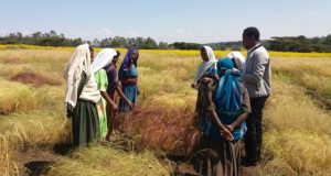 Scientists unlock secrets of Ethiopias superfood in race to save it from warming climate